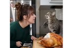 Les chats et un poulet !!!