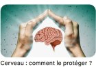 Un mécanisme de protection du cerveau pour vivre longtemps