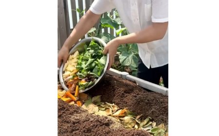 Les déchets de cuisine peuvent enrichir naturellement votre sol...
